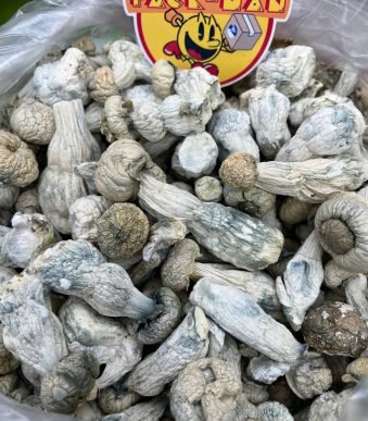 Buy Albino Penis Envy Magic Mushrooms Online